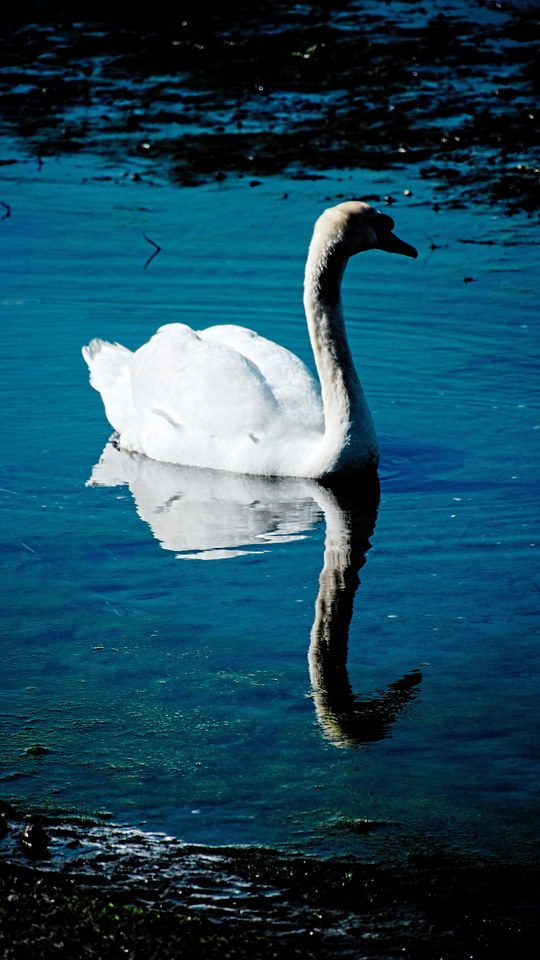 Swan reflected in the water