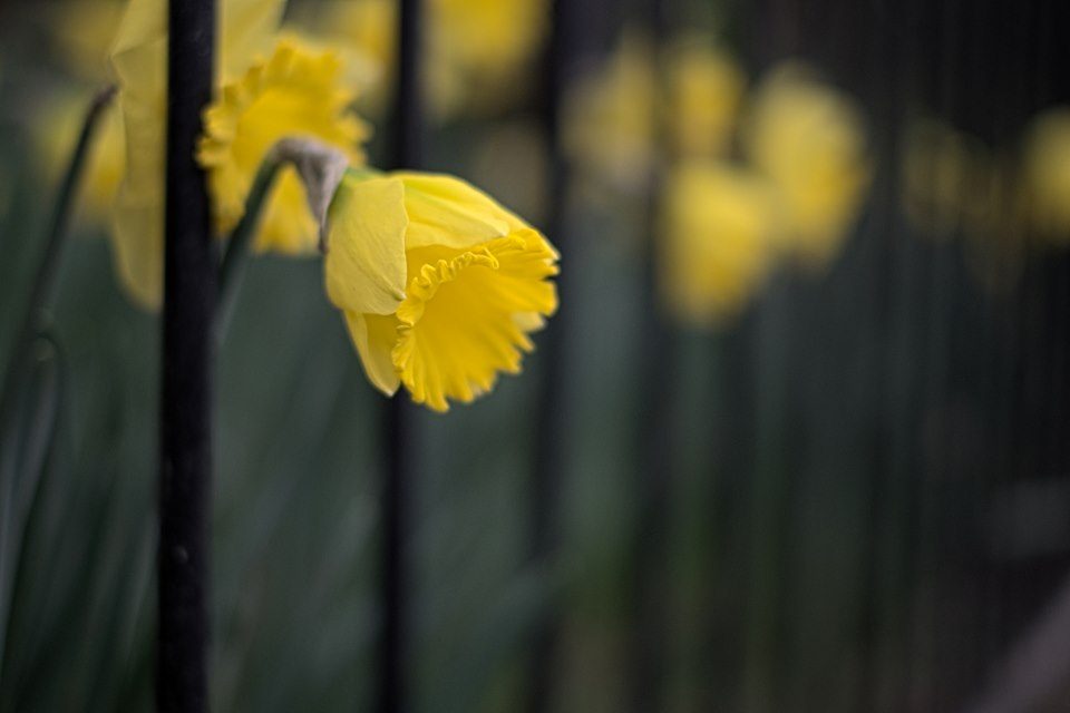 Daffodil peaking out from fence