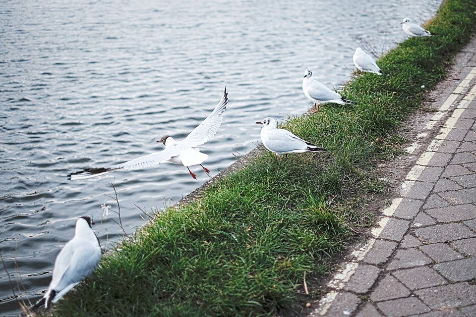 Seagulls lined up at Emsworth Mill Pond