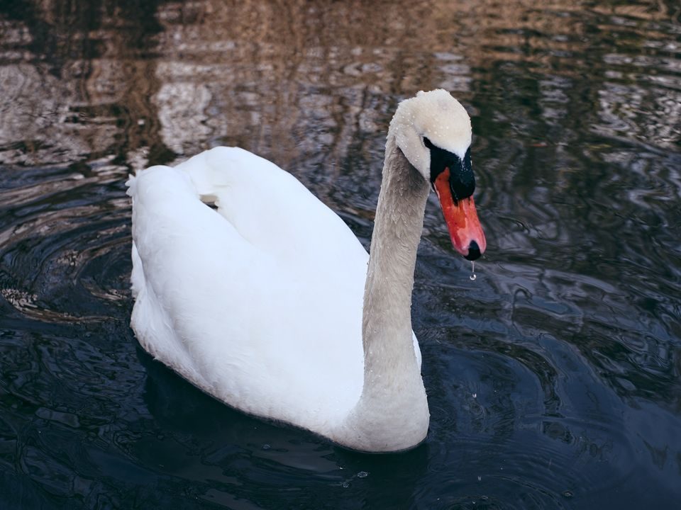 Swan in Water