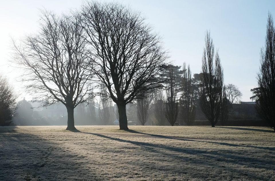 Two trees in silhouette