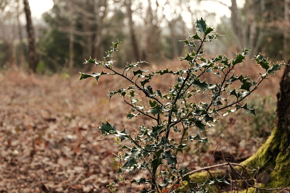 FUJIFILM X-E2 50.0 mm f5.6 1/60s Holly