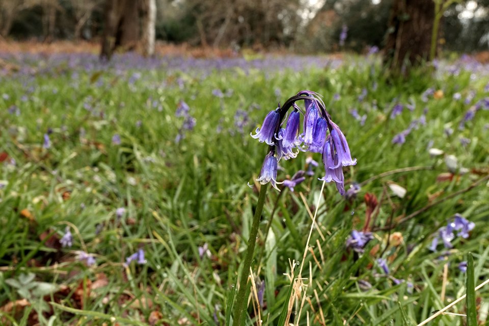 Bluebells in Emsworth