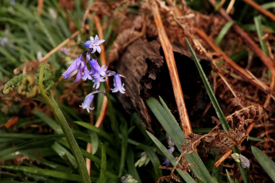 Bluebells in Emsworth