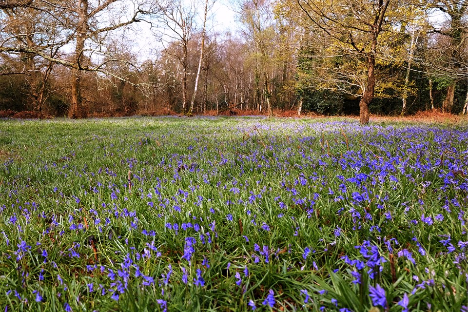 Bluebells in Emsworth