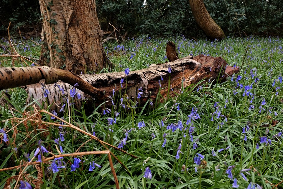 Bluebells in Emsworth