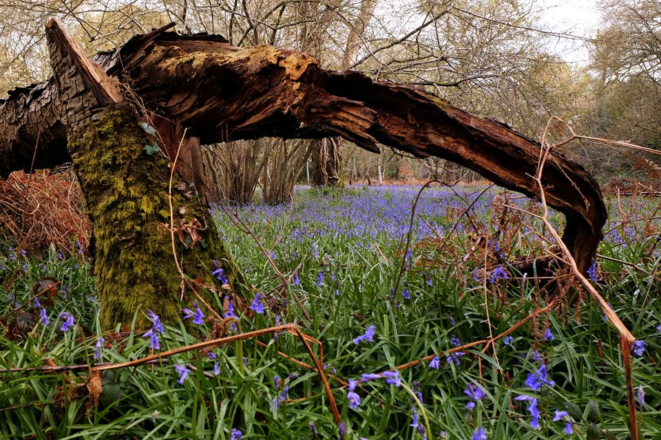 Bluebells in Emsworth