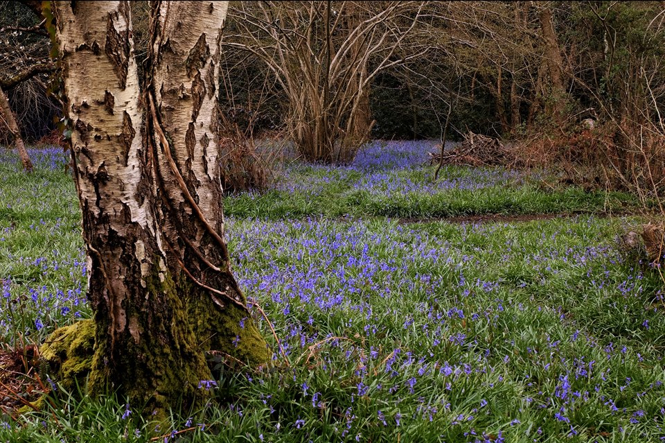 Bluebells in Emsworth