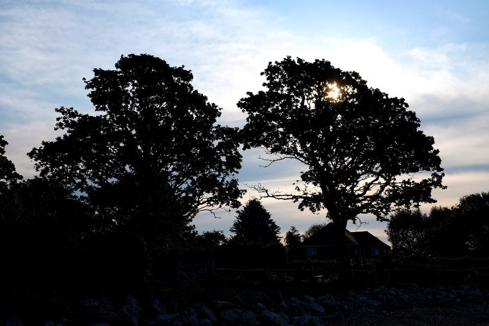 Tree Silhouettes