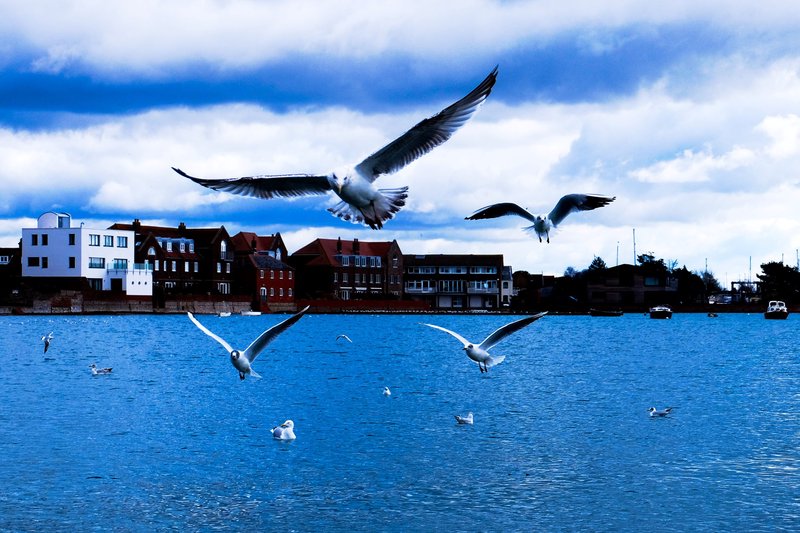 The Birds