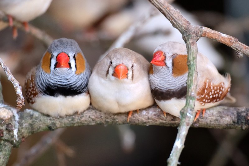 Cuddled Up