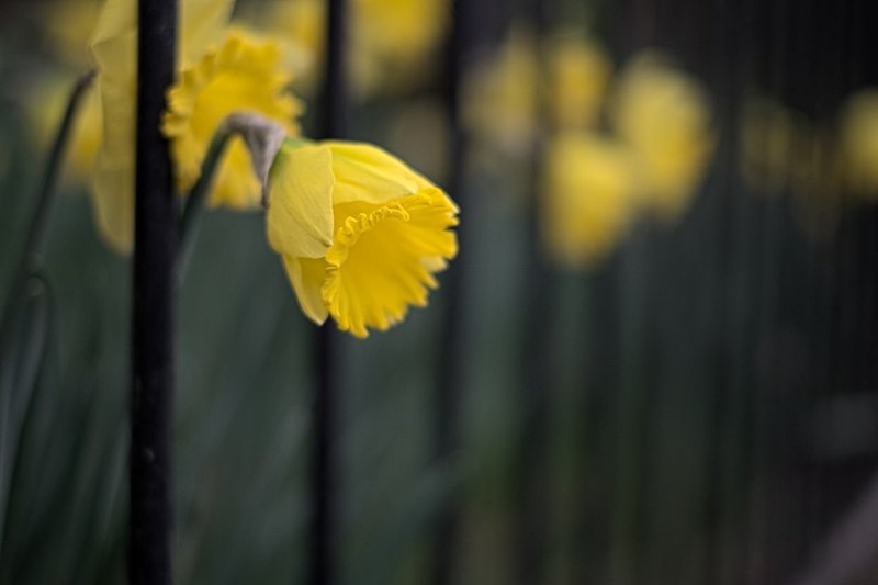 Daffodil peaking out from fence