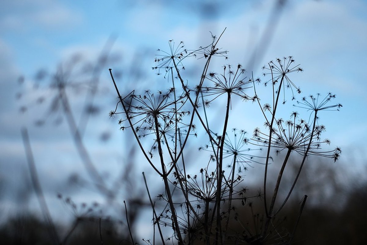 Challenged to Blur