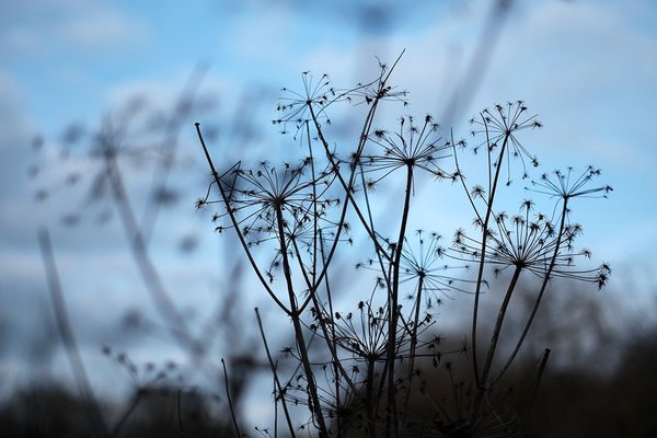 Challenged to Blur