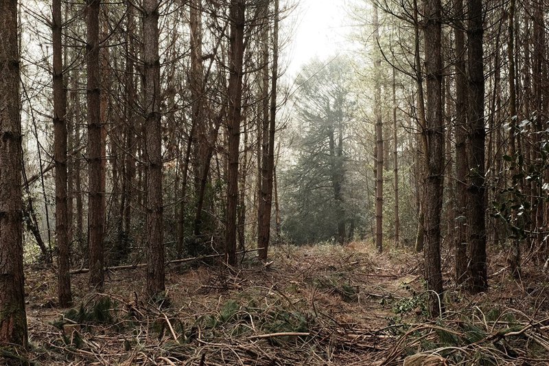 FUJIFILM X-E2 35.0 mm f8.0 1/125s Through the Forest