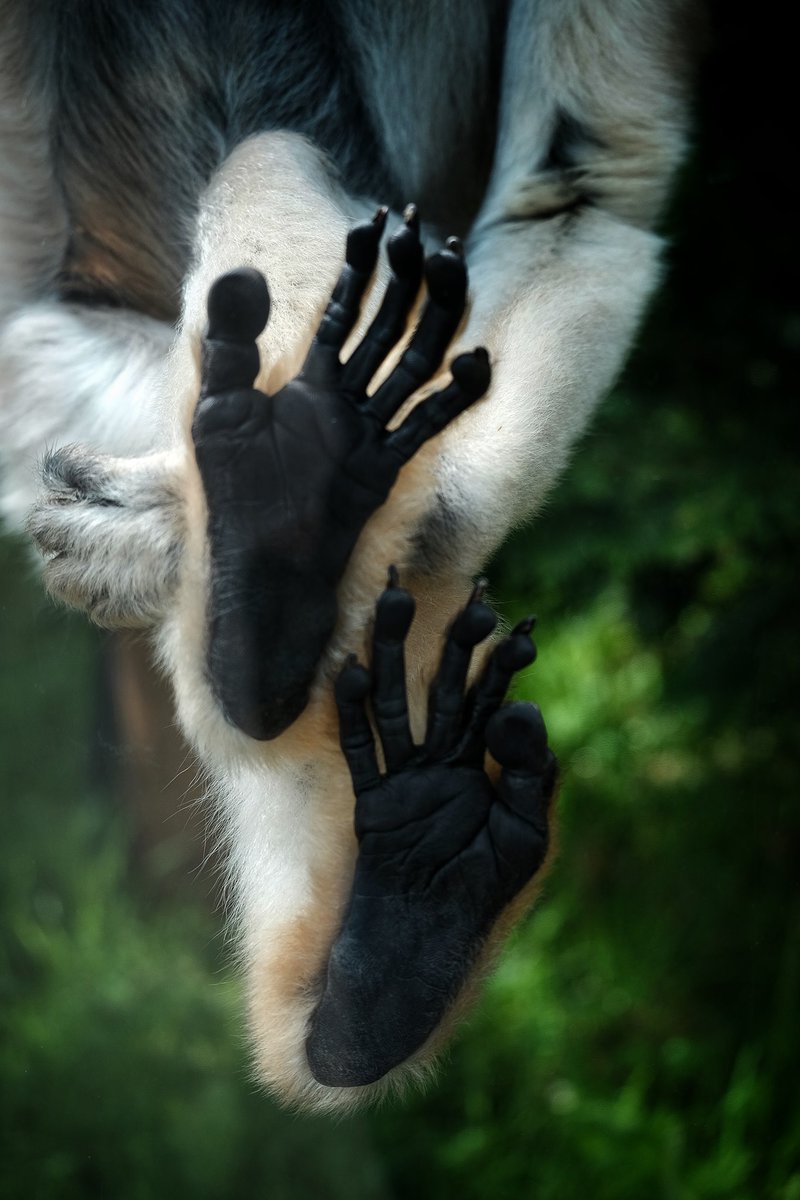 Monkey World