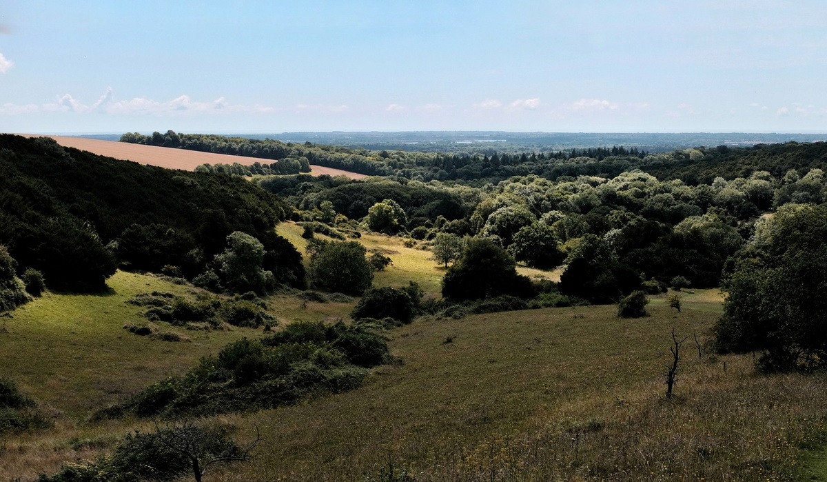 View from near the top of Kingley Vale